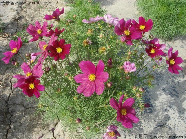 波斯菊種子發(fā)芽出苗開花圖片