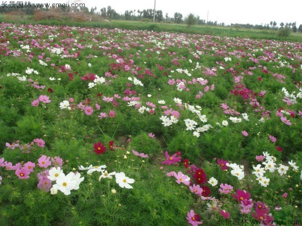 波斯菊種子發(fā)芽出苗開花圖片