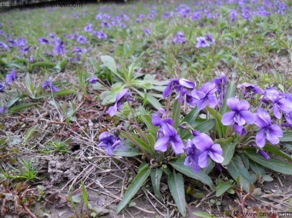 紫花地丁種子發(fā)芽出苗開(kāi)花圖片