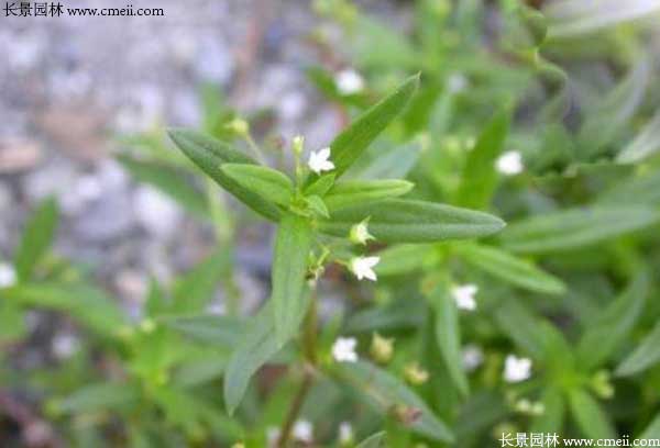 白花蛇草種子發(fā)芽出苗開花圖片