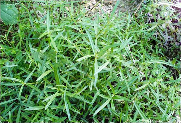 白花蛇草種子發(fā)芽出苗開花圖片