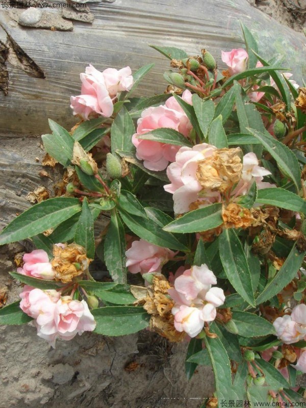 鳳仙花種子發(fā)芽出苗開花圖片