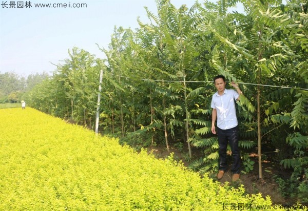 火炬樹(shù)種子發(fā)芽出苗圖片