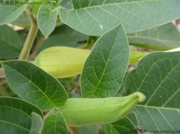 曼陀羅種子發(fā)芽出苗開花圖片