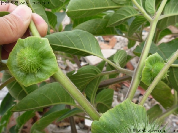 曼陀羅種子發(fā)芽出苗開花圖片