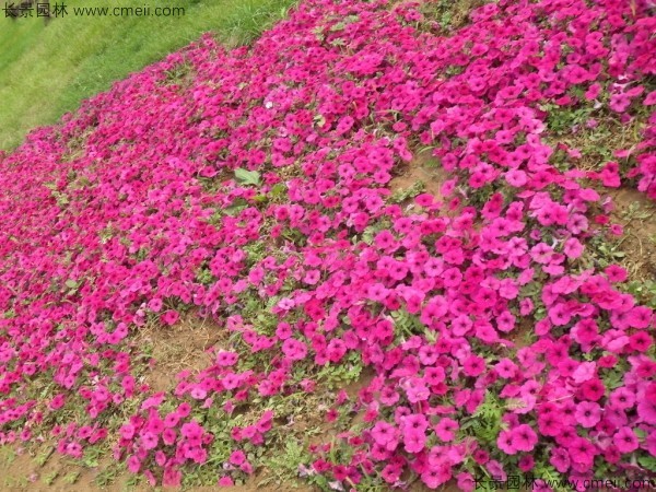 牽?；ǚN子發(fā)芽出苗開花圖片