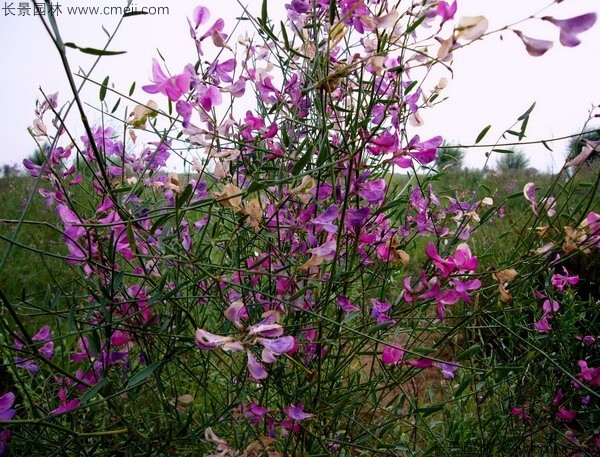 花棒開花圖片