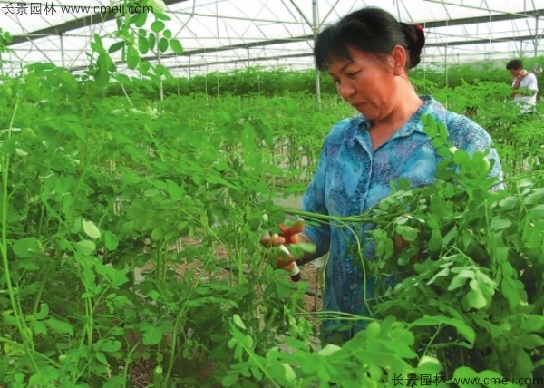 辣木樹種子發(fā)芽出苗圖片