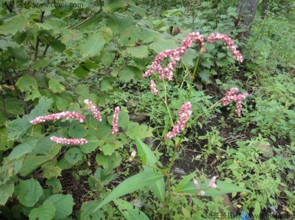 水紅花種子發(fā)芽出苗開(kāi)花圖片