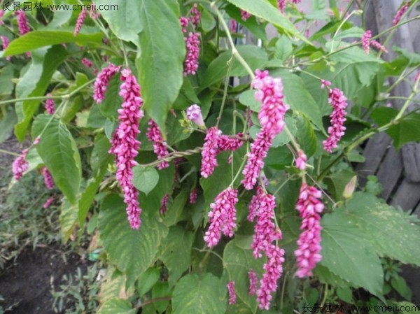 水紅花種子發(fā)芽出苗開(kāi)花圖片