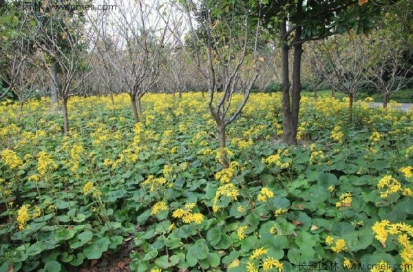 大吳風(fēng)草種子發(fā)芽出苗開花圖片