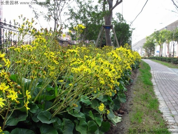 大吳風(fēng)草種子發(fā)芽出苗開花圖片