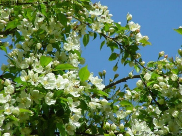 山丁子開花圖片