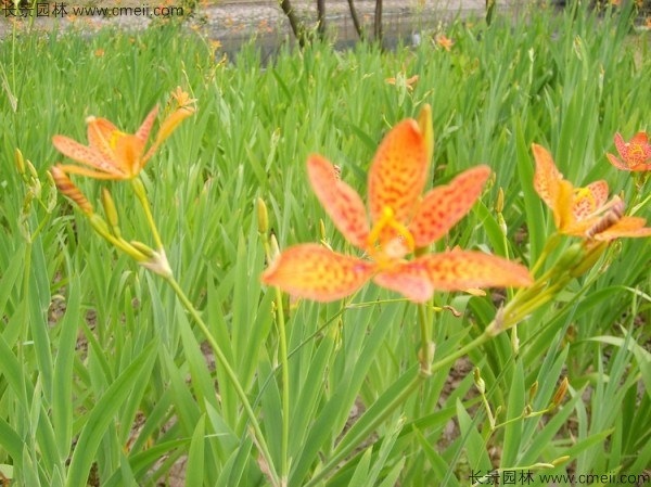 射干種子發(fā)芽出苗開(kāi)花圖片