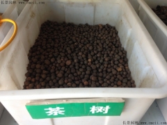 茶樹(shù)種子