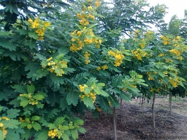 黃花槐種子發(fā)芽出苗開(kāi)花圖片