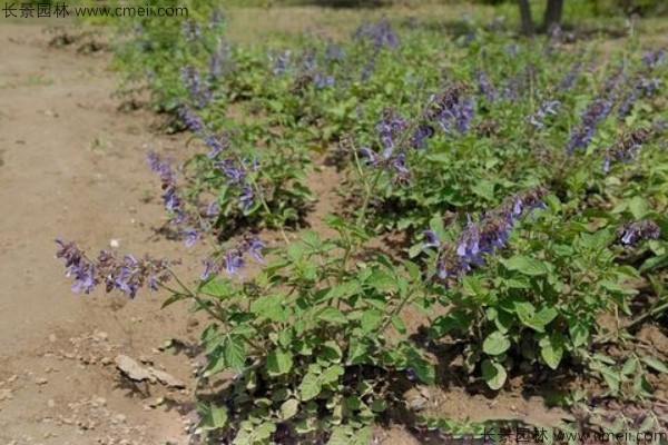 丹參種子發(fā)芽出苗開花圖片