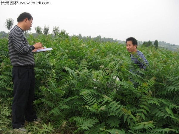 臭椿種子發(fā)芽出苗圖片