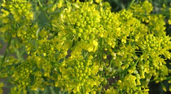 板藍根種子發(fā)芽出苗開花圖片