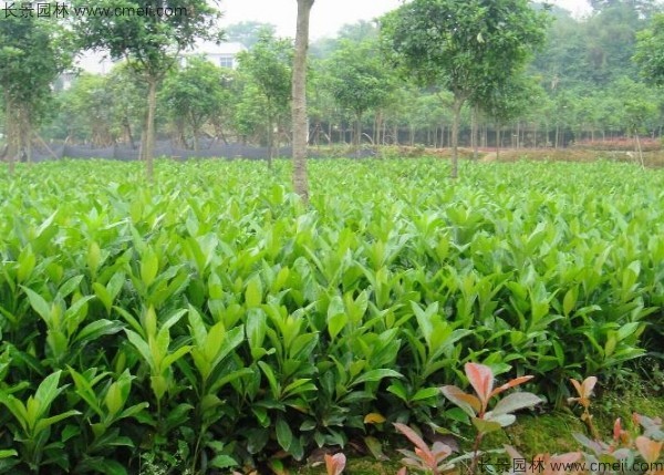 法國(guó)冬青種子發(fā)芽出苗圖片