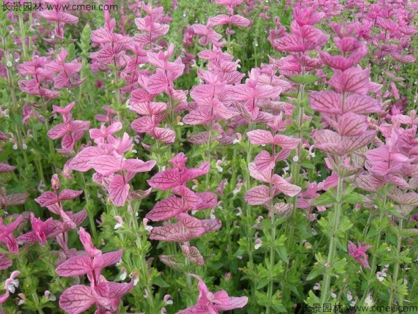 鼠尾草種子發(fā)芽出苗開(kāi)花圖片