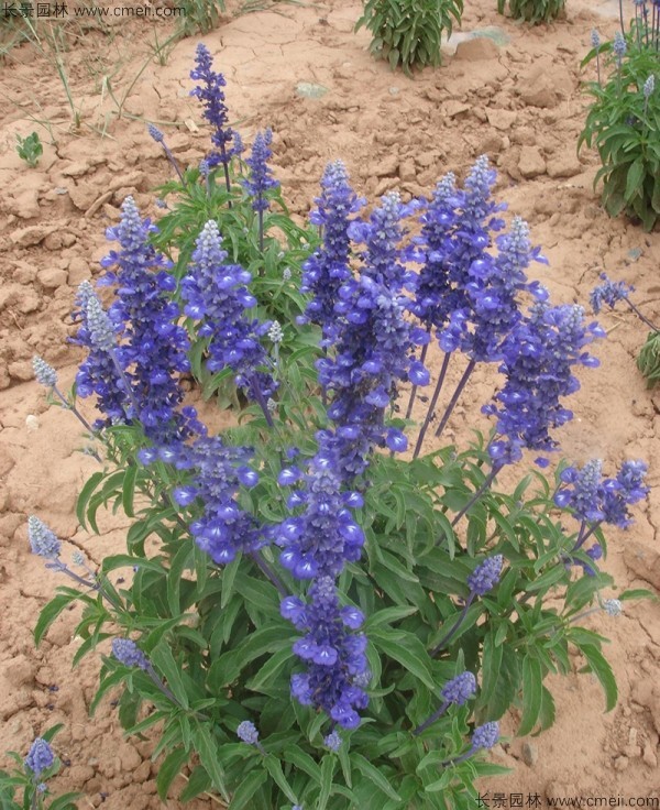 鼠尾草種子發(fā)芽出苗開(kāi)花圖片