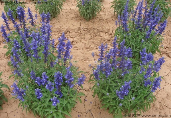 鼠尾草種子發(fā)芽出苗開(kāi)花圖片