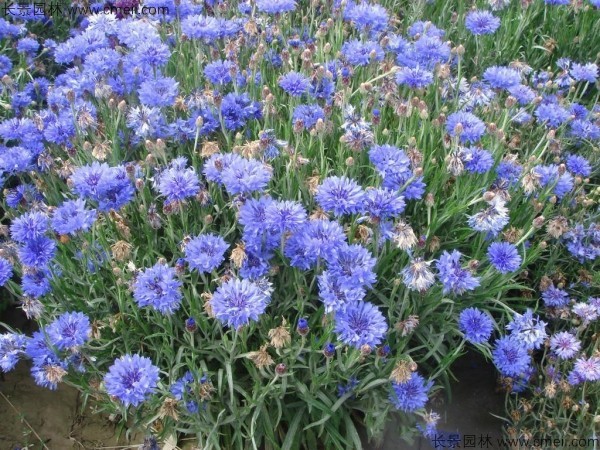 矢車(chē)菊種子發(fā)芽出苗開(kāi)花圖片