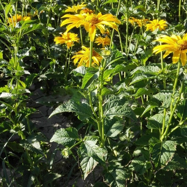 日光菊種子發(fā)芽出苗開花圖片