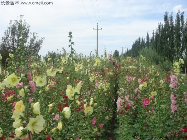 錦葵種子發(fā)芽出苗開(kāi)花圖片