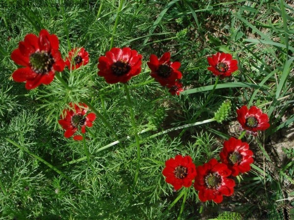 福壽花種子發(fā)芽出苗開(kāi)花圖片