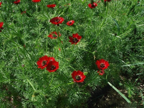 福壽花種子發(fā)芽出苗開(kāi)花圖片