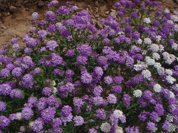 蜂室花種子發(fā)芽出苗開(kāi)花圖片