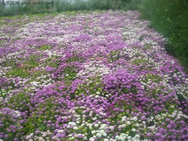 蜂室花種子發(fā)芽出苗開(kāi)花圖片