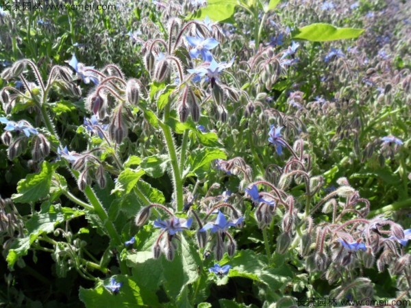 琉璃苣種子發(fā)芽出苗開花圖片