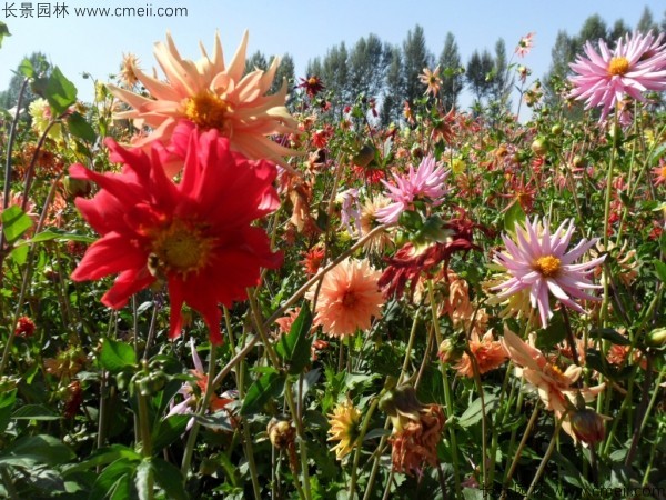 大麗花種子發(fā)芽出苗開(kāi)花圖片