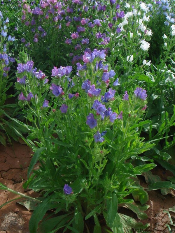 藍薊種子發(fā)芽出苗開花圖片