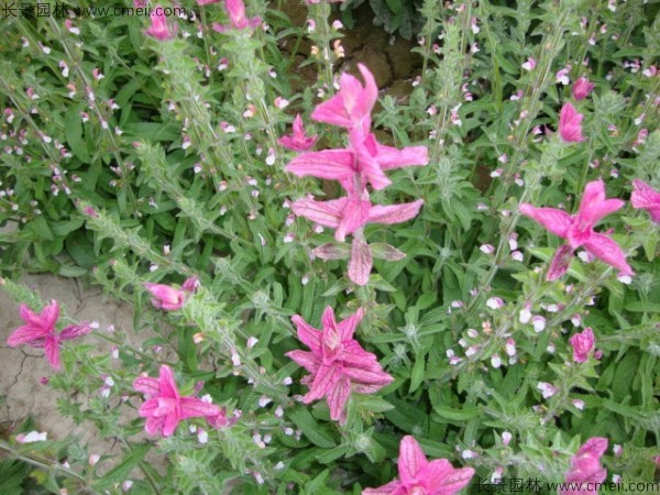 芳香鼠尾草種子發(fā)芽出苗開(kāi)花圖片