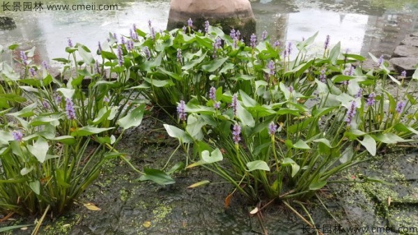 梭魚草種子發(fā)芽出苗開花圖片