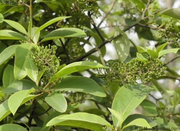 蓽澄茄種子發(fā)芽出苗圖片