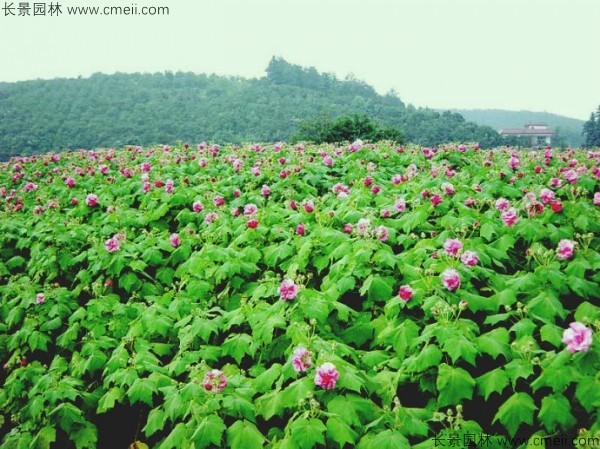 木芙蓉種子發(fā)芽出苗開花圖片