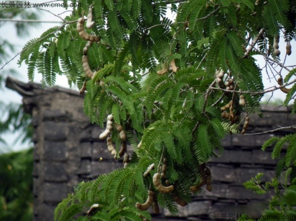 酸角種子發(fā)芽出苗圖片