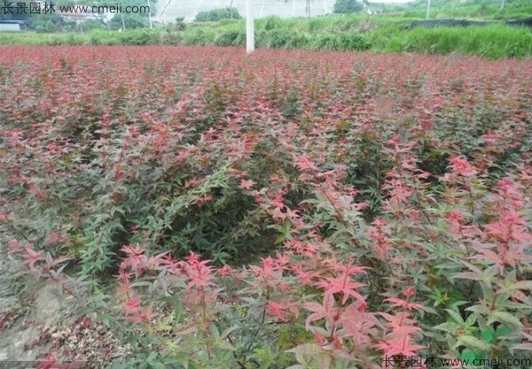 紅楓種子發(fā)芽出苗圖片