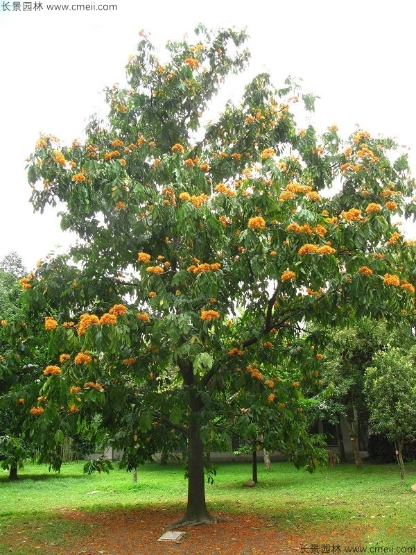 無憂樹種子發(fā)芽出苗開花圖片