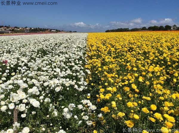 花毛莨開(kāi)花圖片