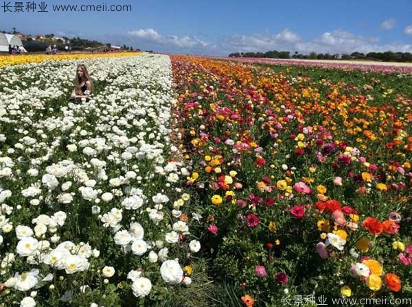 花毛莨開(kāi)花圖片