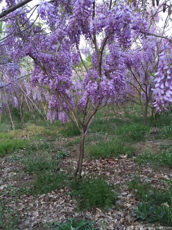 豐花型紫藤樹苗基地