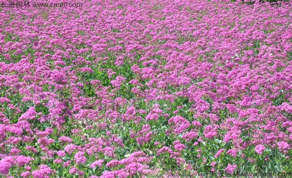 矮雪輪種子出苗發(fā)芽開花圖片