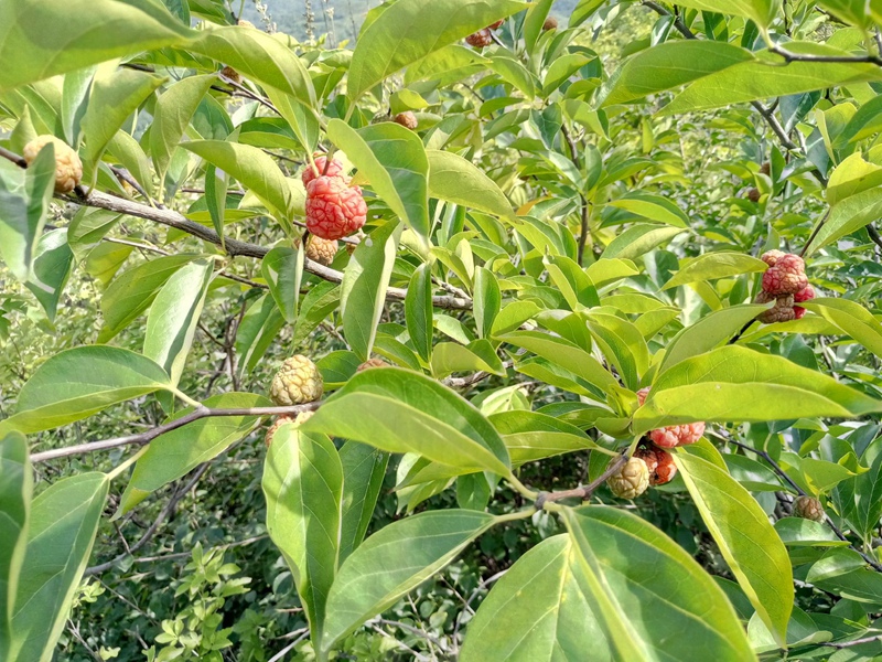柘樹(shù) 柘樹(shù)