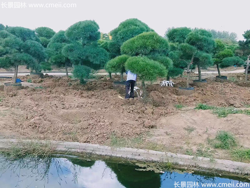 景觀樹造型黑松大型地景